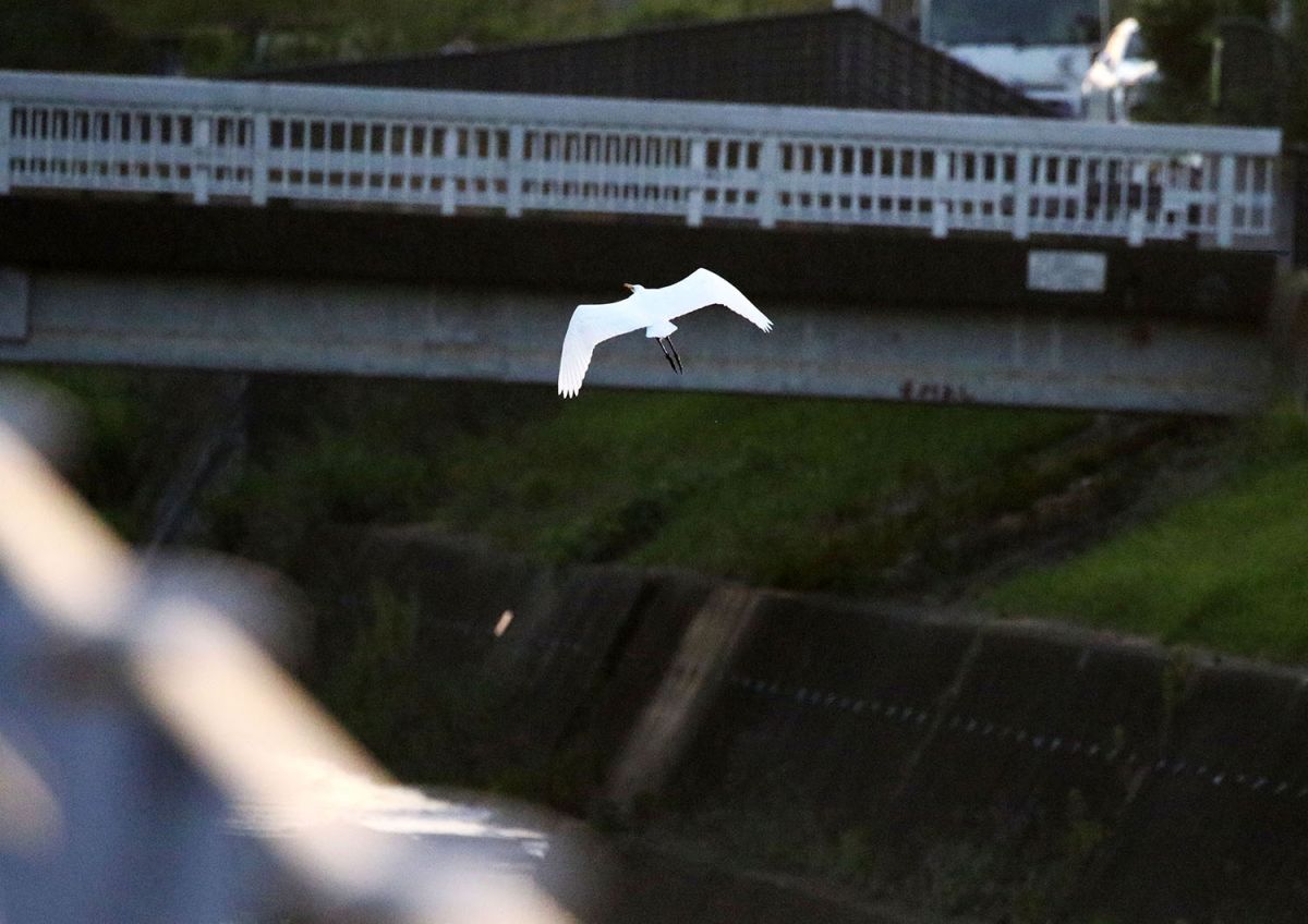 ダイサギ（９月）