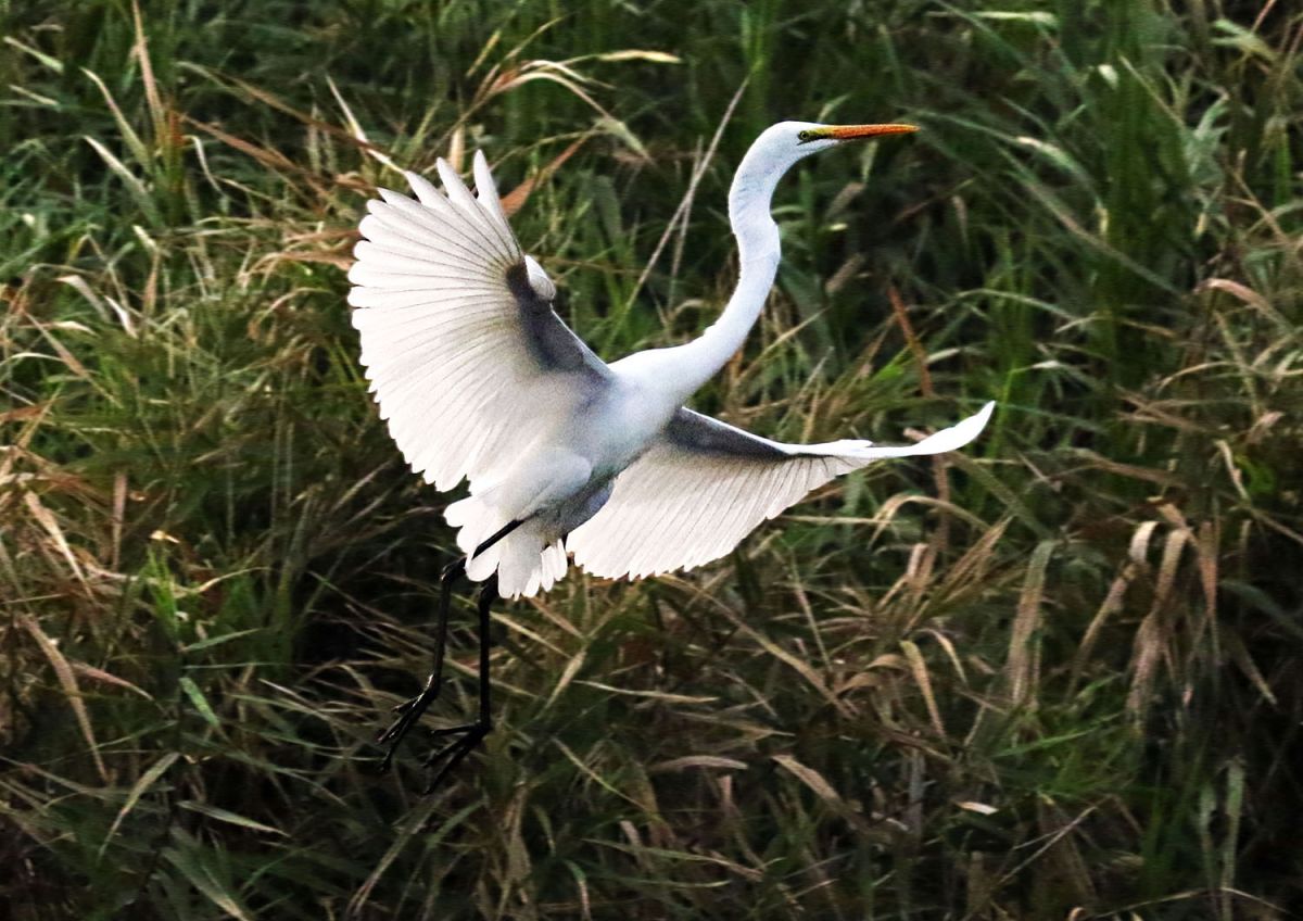ダイサギ（９月）