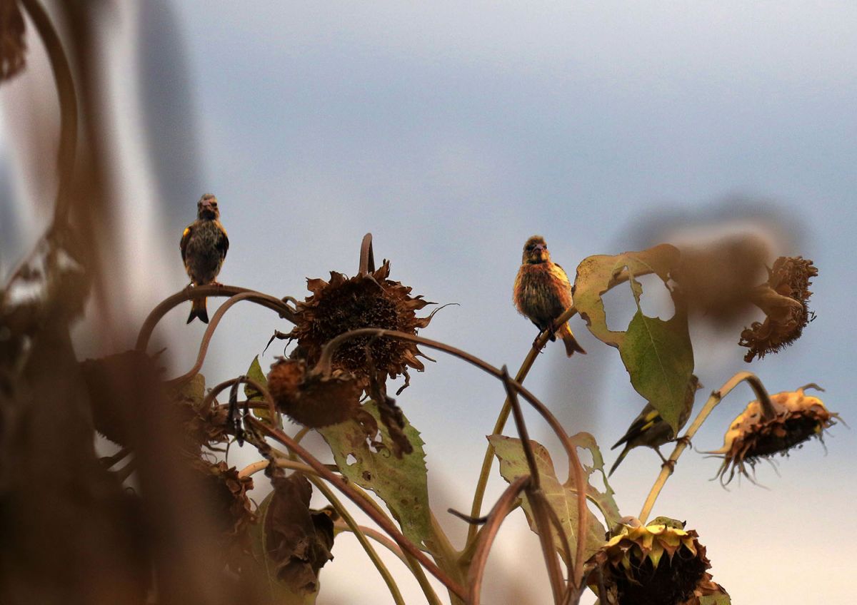 カワラヒワ（９月）