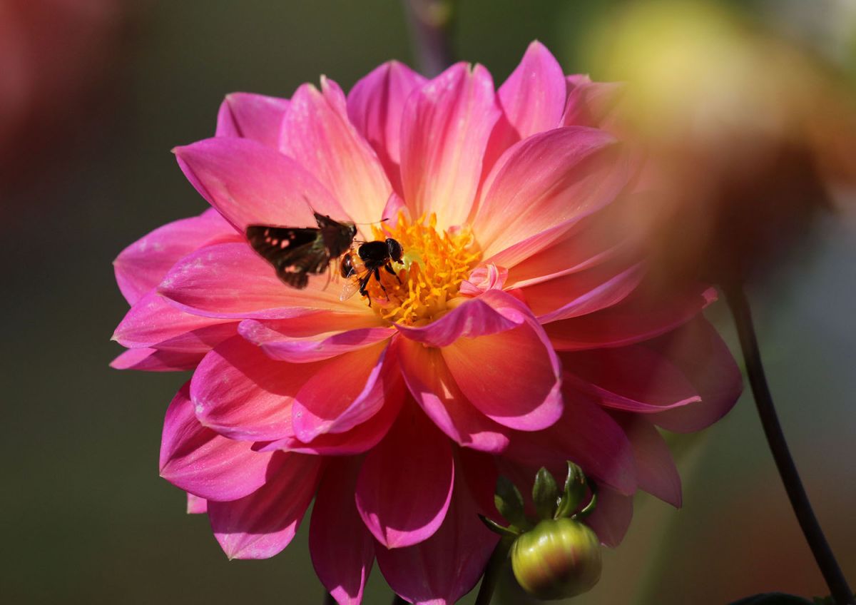 ダリア（１０月）