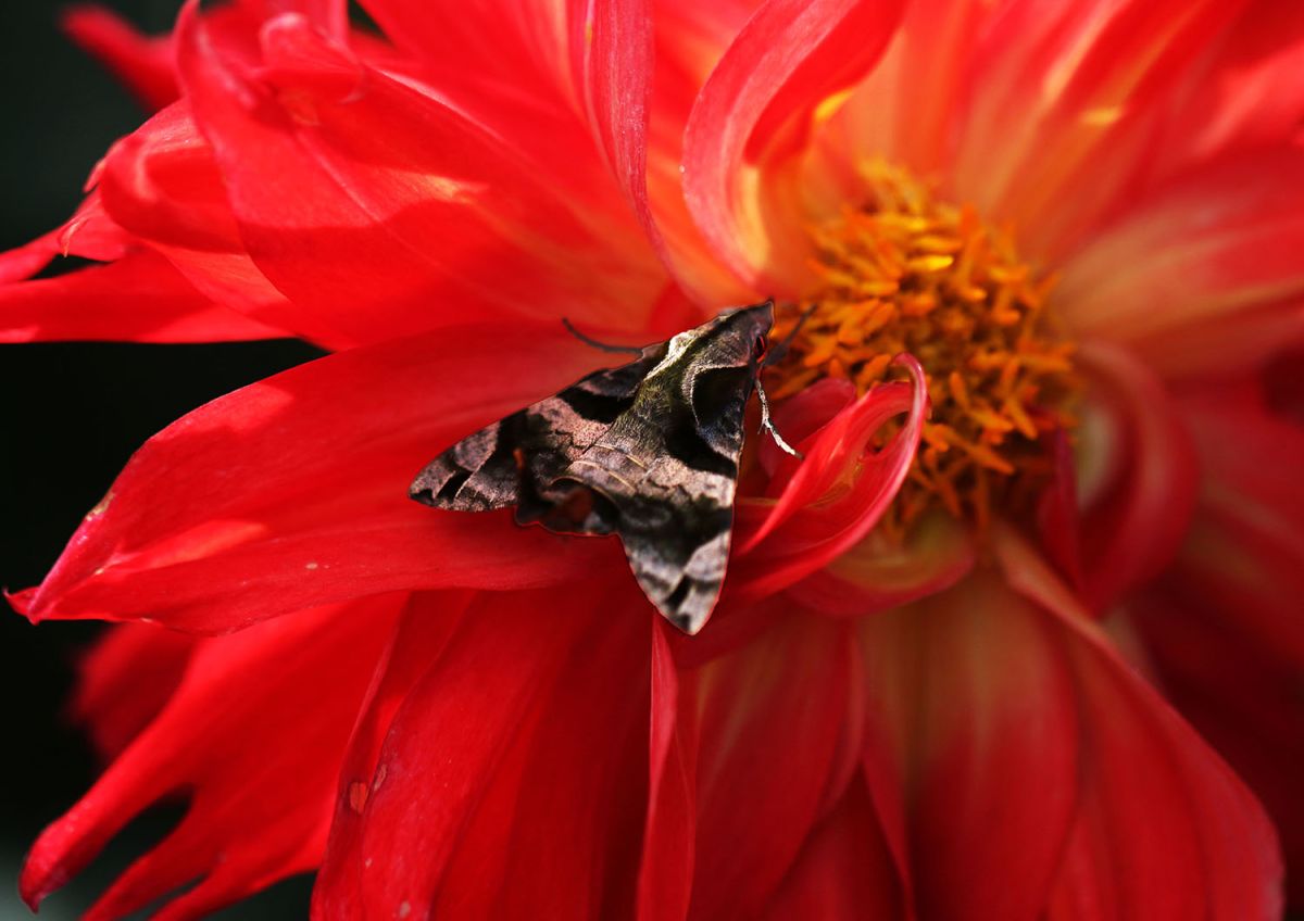 ダリア（１０月）