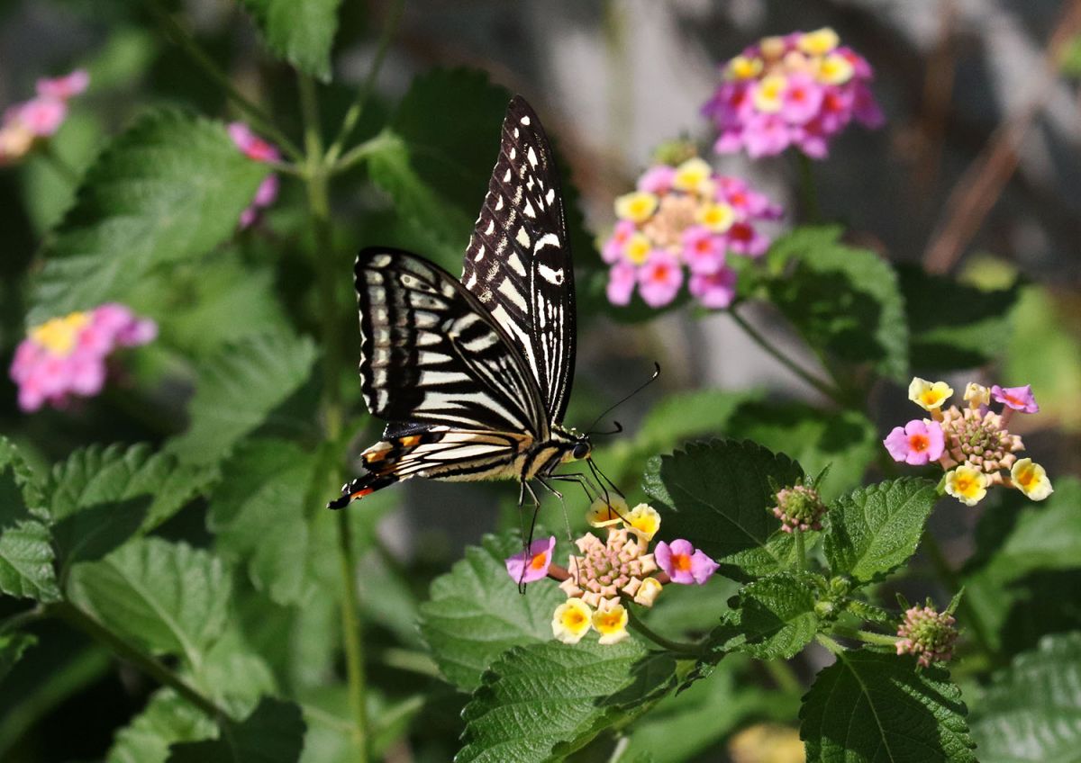アゲハチョウ（１０月）