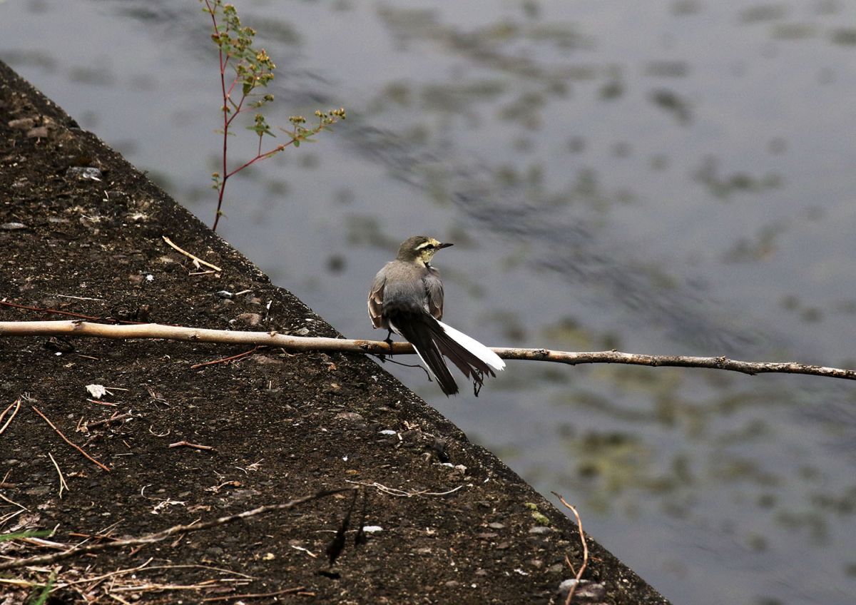 セキレイ（１０月）