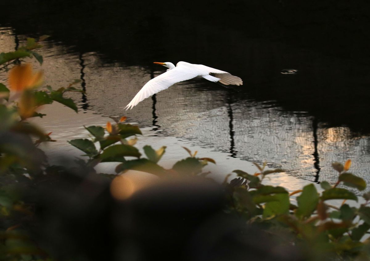 ダイサギ（１０月）