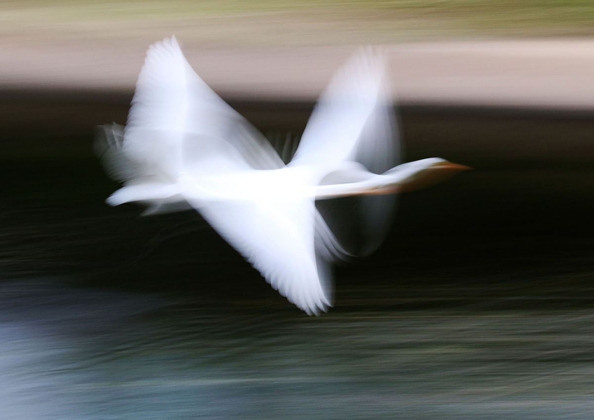 ダイサギ（１０月）