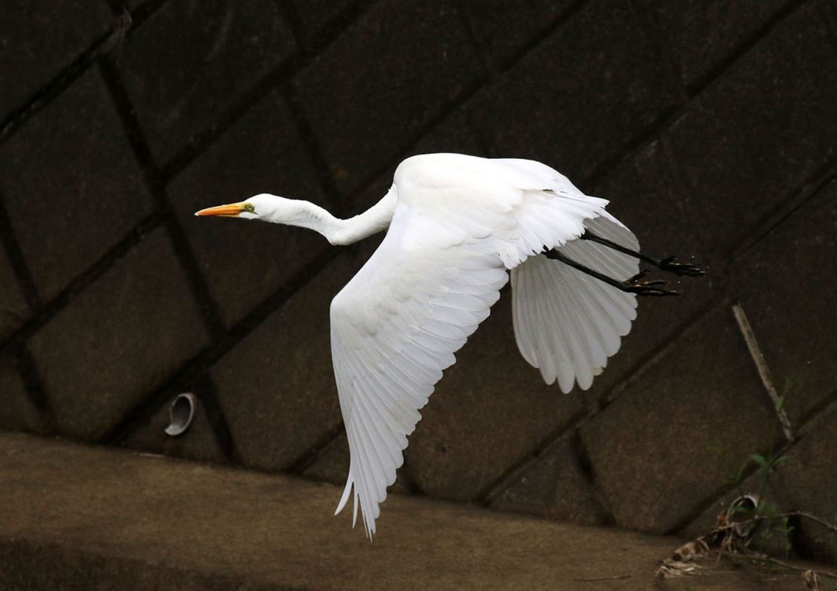 ダイサギ（１０月）