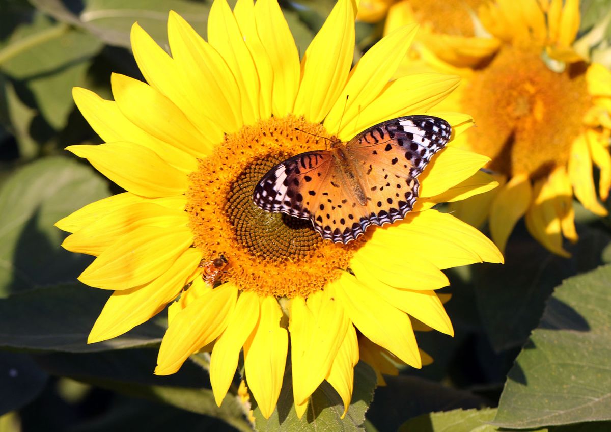 ツマグロヒョウモン（１１月）