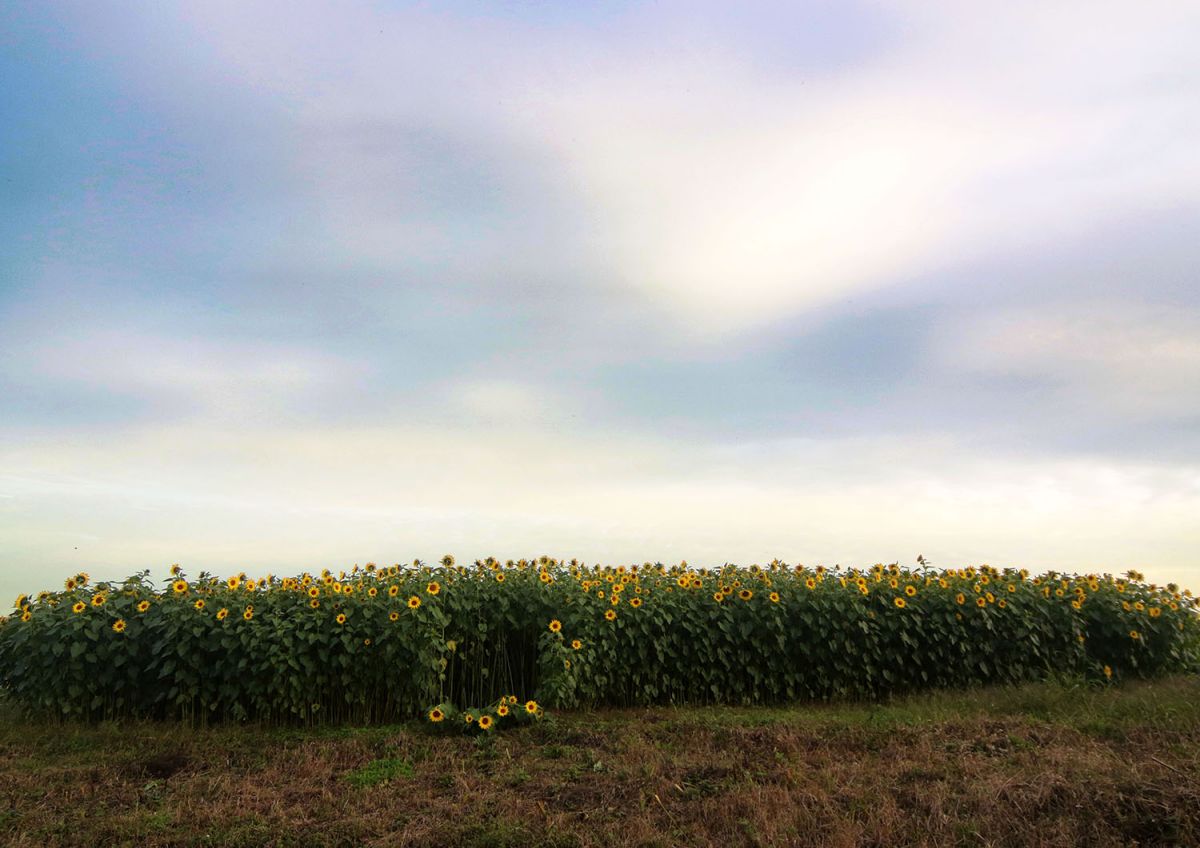 ヒマワリ（１１月）