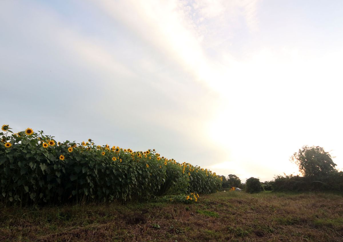 ヒマワリ（１１月）