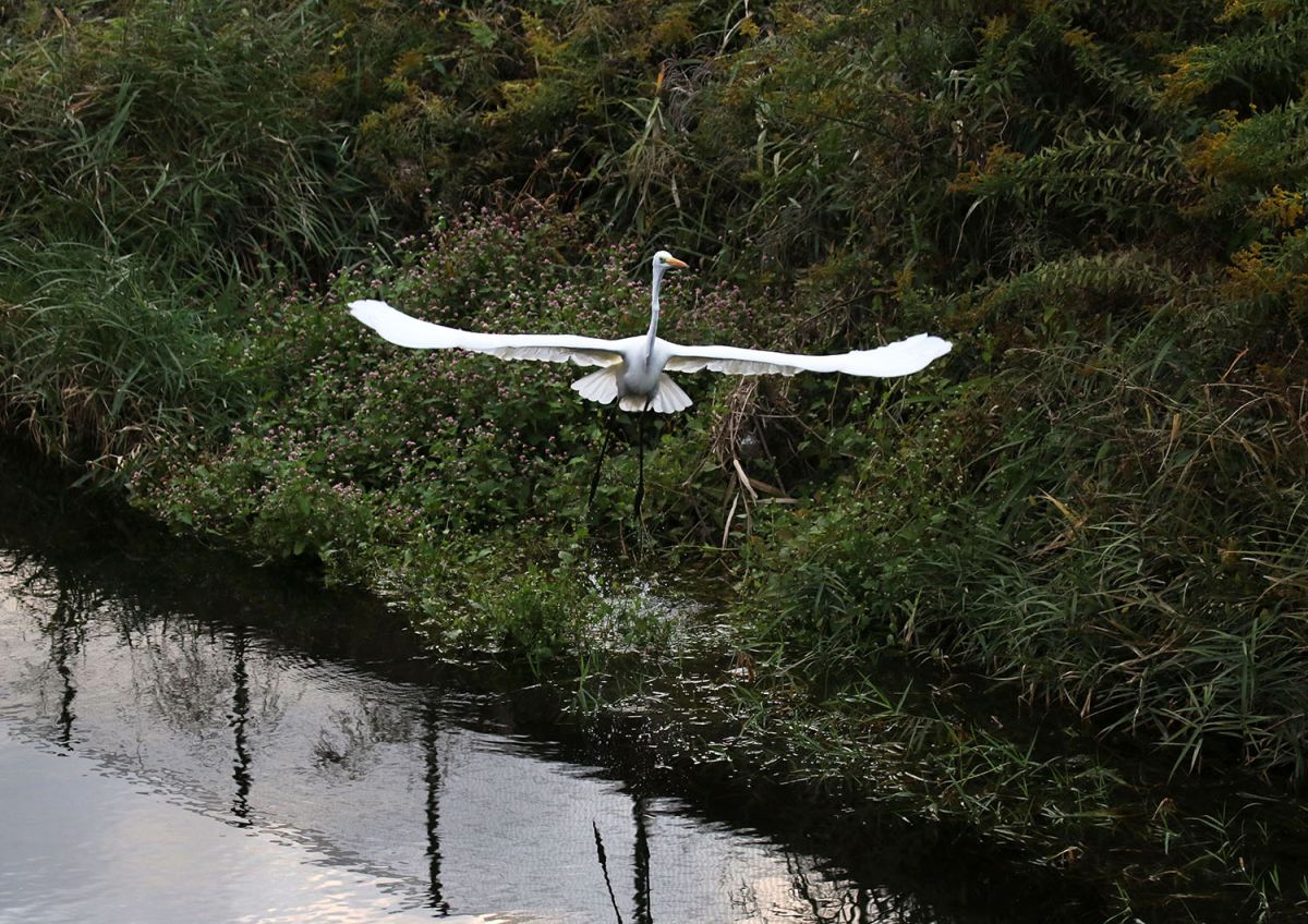 ダイサギ（１１月）