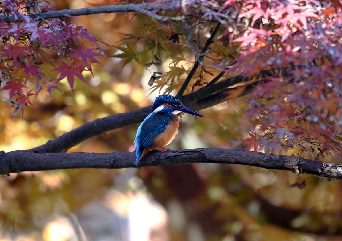 カワセミ（１１月）